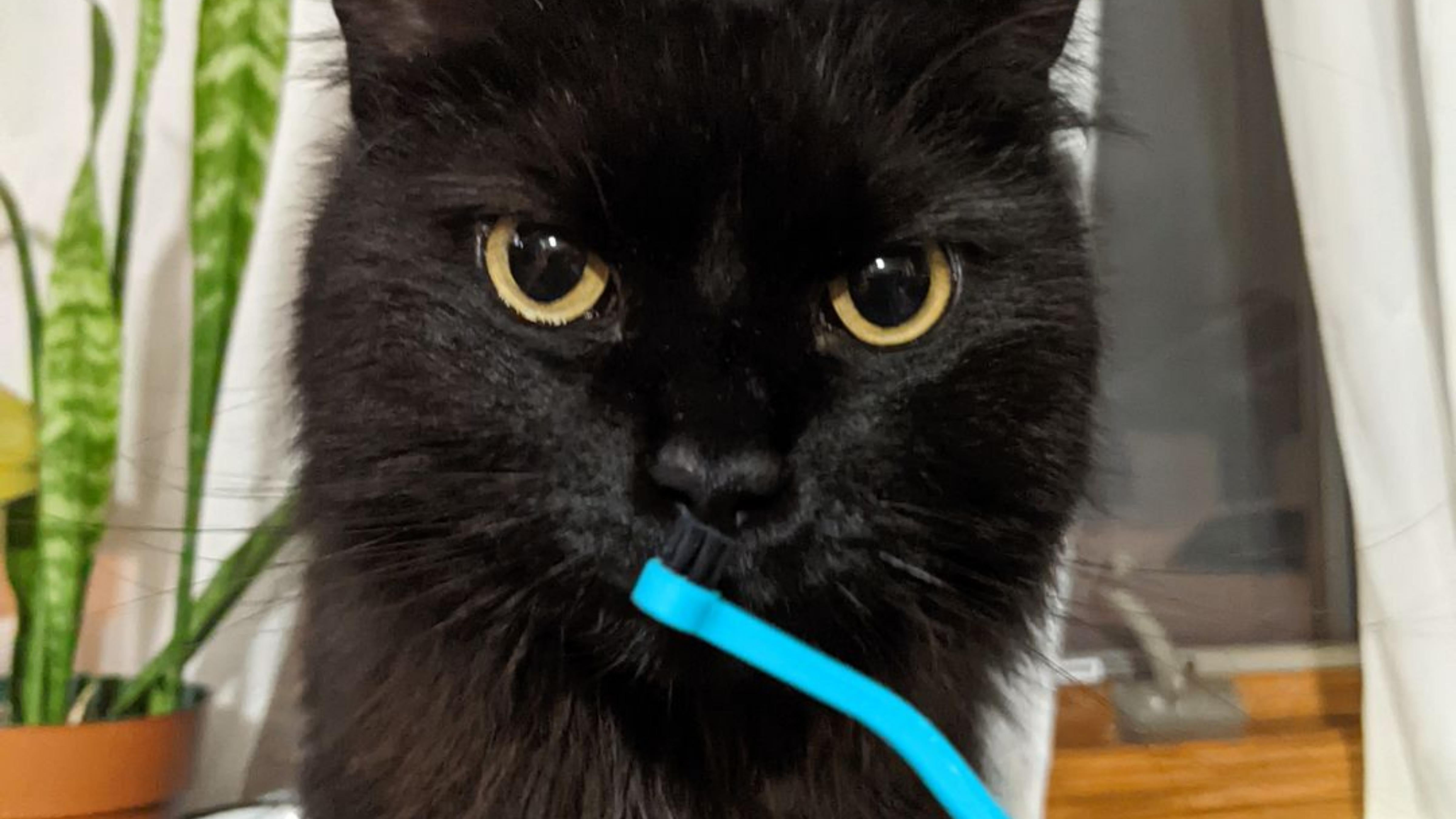 We love this toothbrush! I've started brushing my cats teeth every day and over the last 2 weeks I have seen such an improvement! The vet even said that Pandora's teeth looked great. I'm so excited to continue using this, and I can't wait for the toothpaste!